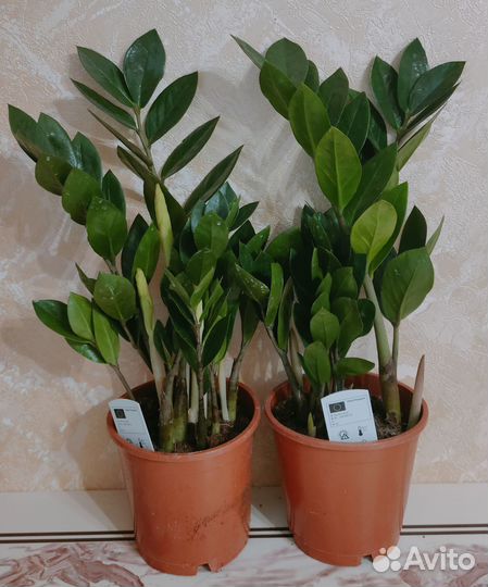 Замиокулькас