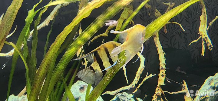 Скалярии пара