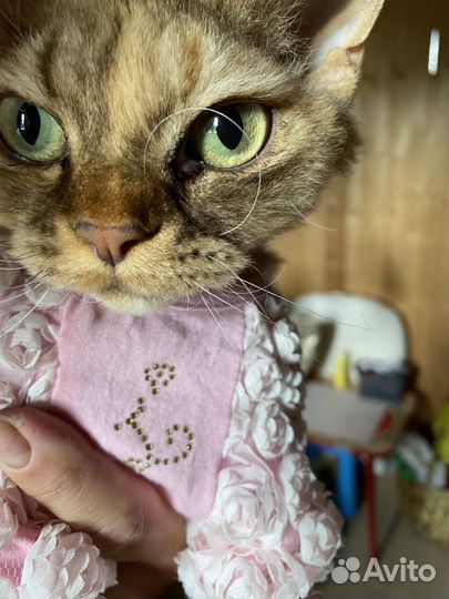 Девон-рекс в добрые руки