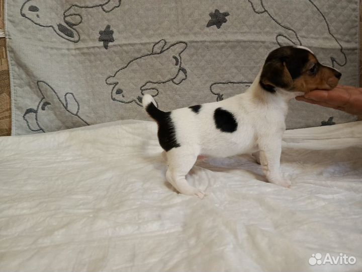 Щенки джек рассел терьер гладкошерстный