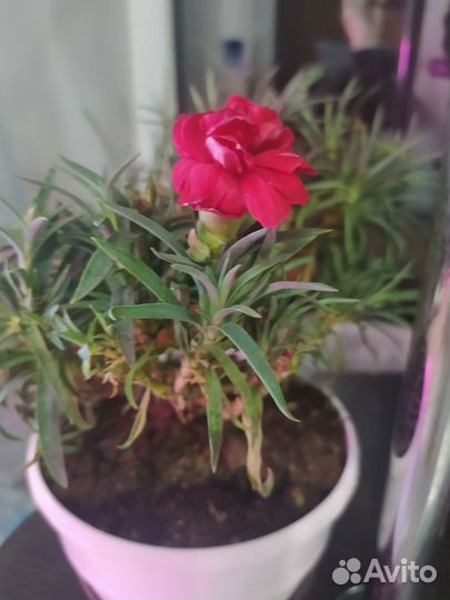 Комнатные цветы