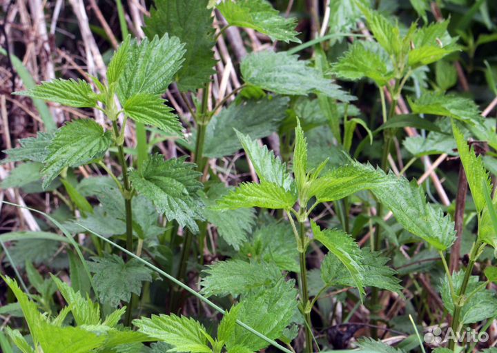 Крапива, зелень
