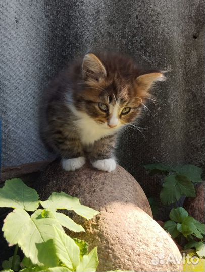Котята сибирские