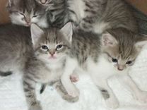 Серые сибирские котята
