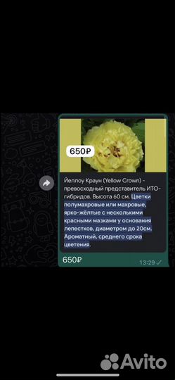 Корни пионов
