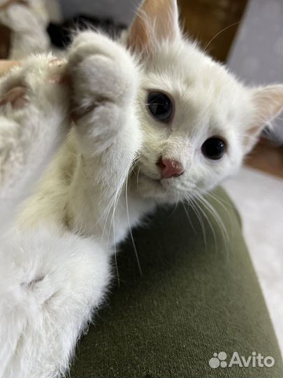 Котята в добрые руки даром бесплатно