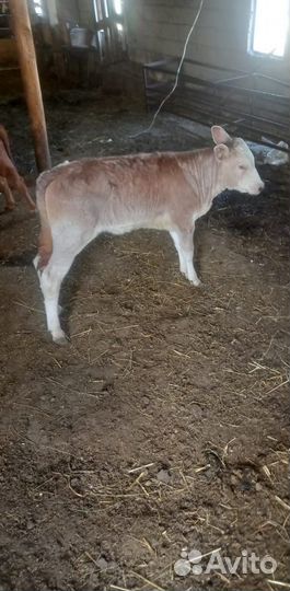 Телки порода красностепные