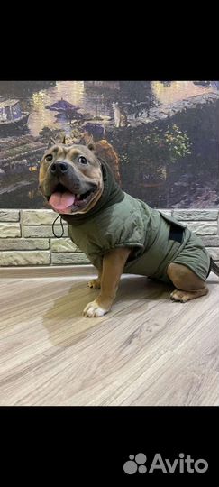 Попона на флисе для собак