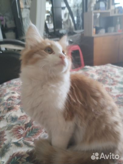 Котята турецкий ван