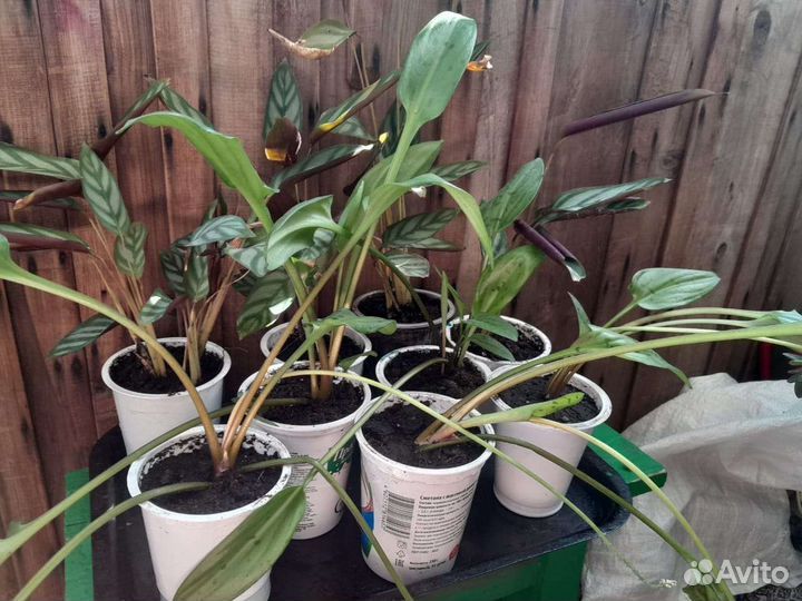 Комнатные цветы