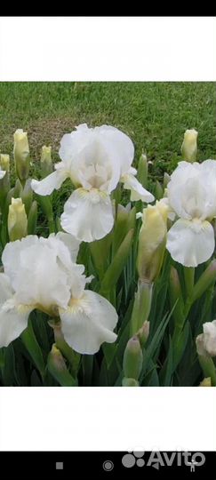 Букеты из белых шикарных ирисов