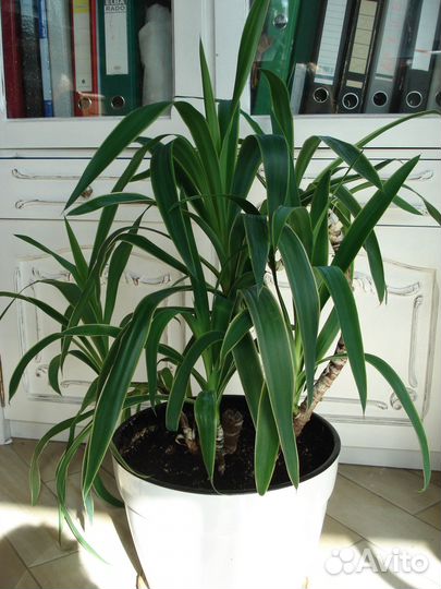 Драцена Брауна в керамическом горшке