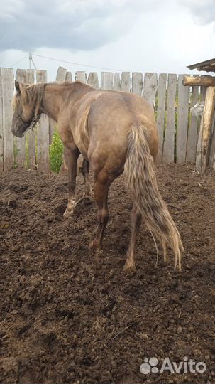 Продам коней