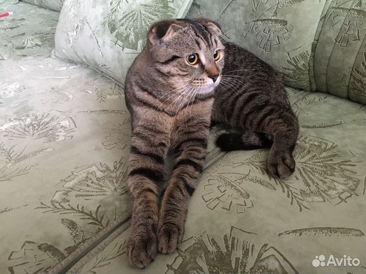 Котик Шотландский вислоухий для кошечки вязка. Sco