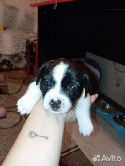 Французский бульдог метис