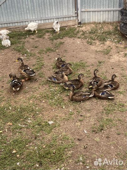 Селезни дикой утки