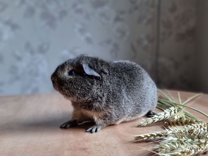 Морская свинка американский тедди
