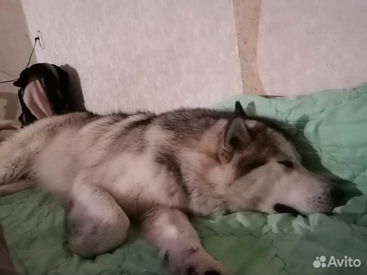Кабель на вязку