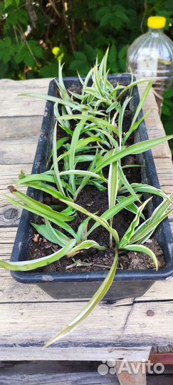 Хлорофитум