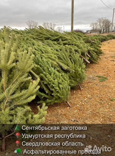 Сосна сентябрьская пушистая опт