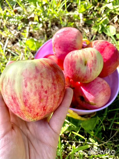 Яблоки садовые