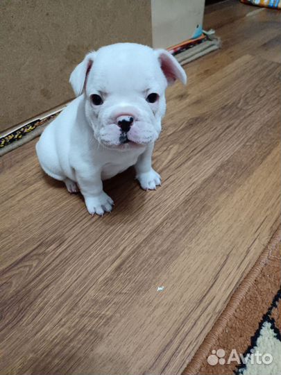 Французский бульдог щенки