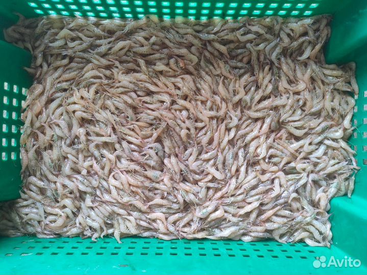 Креветка азовская premium