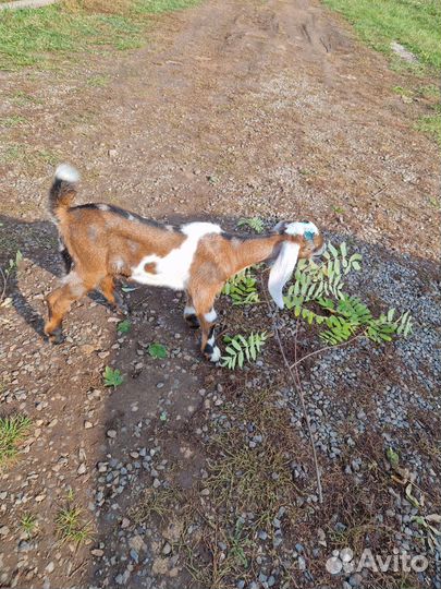 Нубийский козы