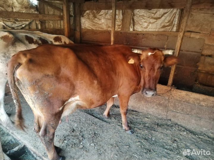 Коровы дойные