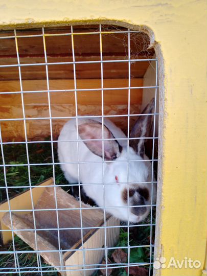 Калифорнийские кролики