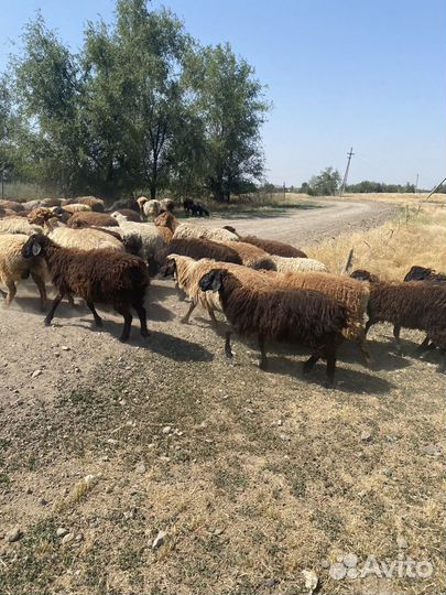 Баранчики и ярки