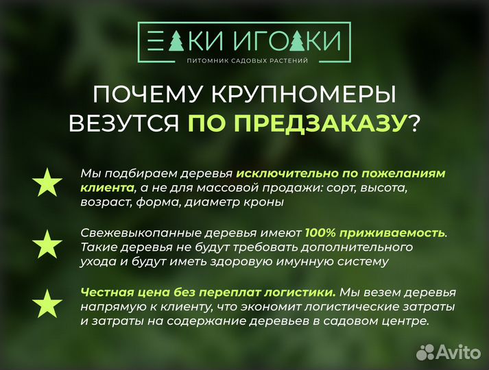 Ель Голубая 3,3 м