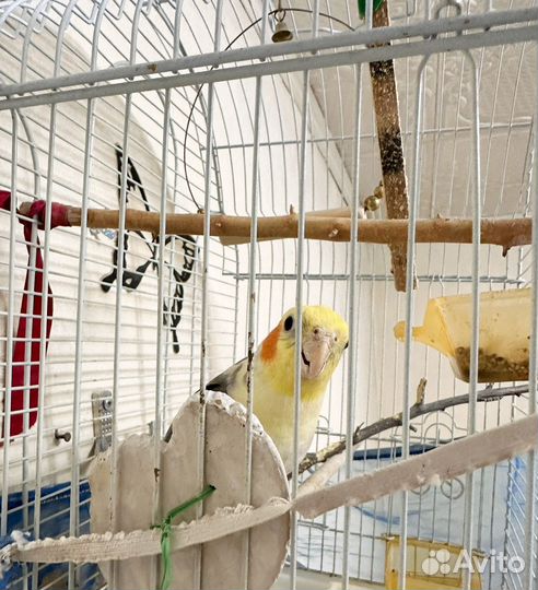 Попугай корелла с клеткой