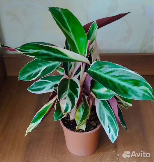 Строманта Триостар