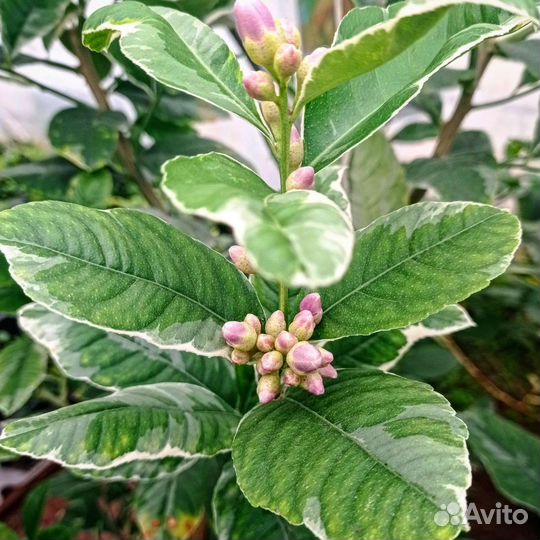 Лимон Пинк Эврика