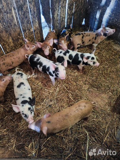 Поросята, мама дюрок-папа пьетрен