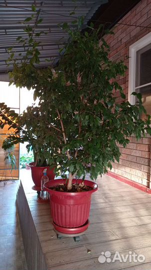 Фикус, пальма