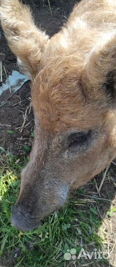 Продаю хряка мангалицы