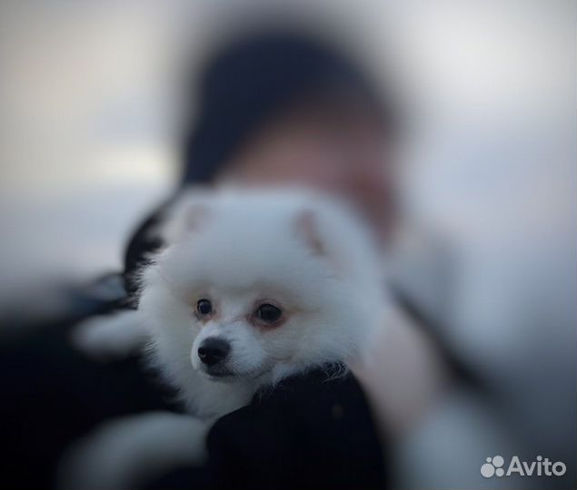 Щенки шпица