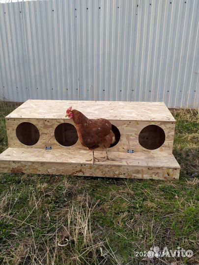 Гнезда для кур с яйцезборником