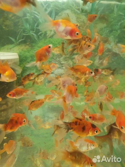 Аквариумные рыбки