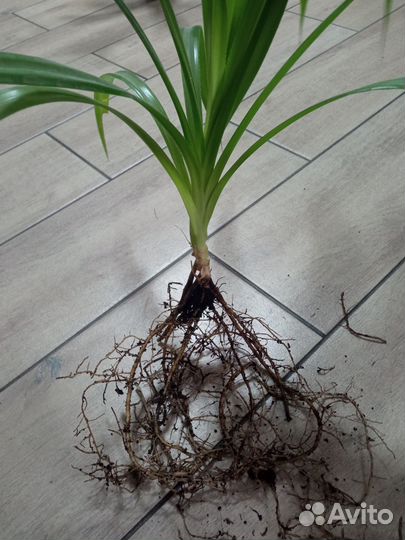 Пальма Панданус