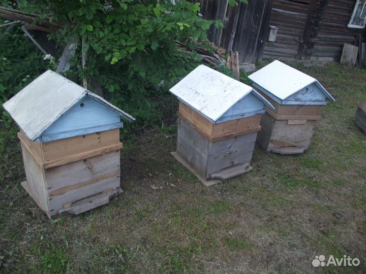 Пчелы с ульями