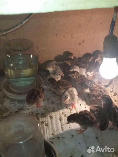 Яйца цесарки, цесарята,индоутки и индоутята