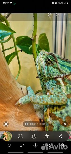 Самка хамелиона