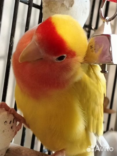 Попугай неразлучники с клеткой