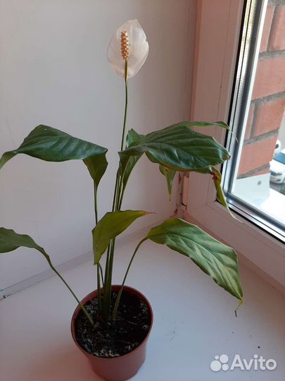 Спатифиллум