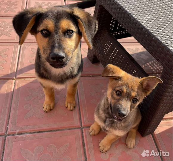 Очаровательные щенки