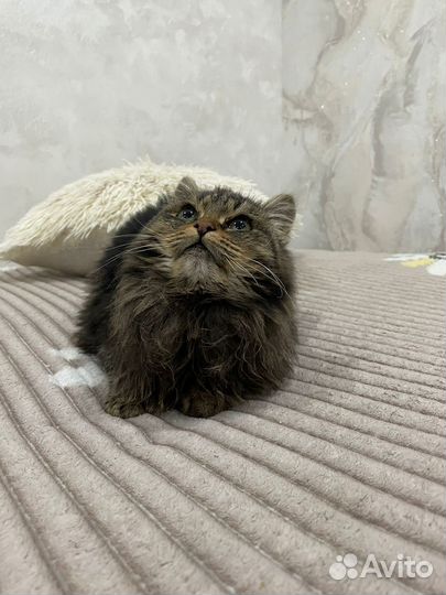 Кот в добрые руки