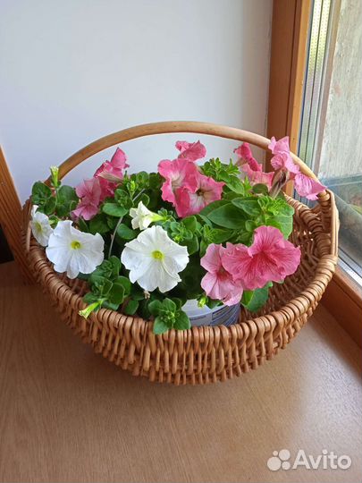 Корзина из лозы с петуниями